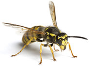 commercial pest control Seattle