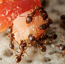 Odorous House Ants