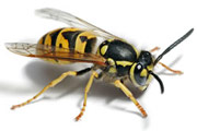 wasp