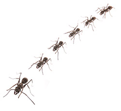 Odorous House Ant
