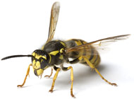 wasp pest seattle
