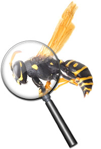 Seattle home pest inspection